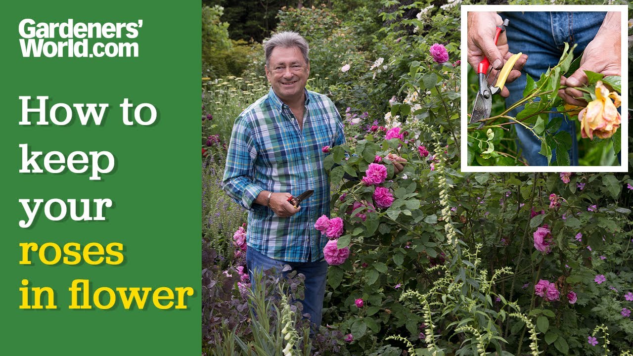The best way to KEEP ROSES FLOWERING | Alan Titchmarsh's rose deadheading guide
