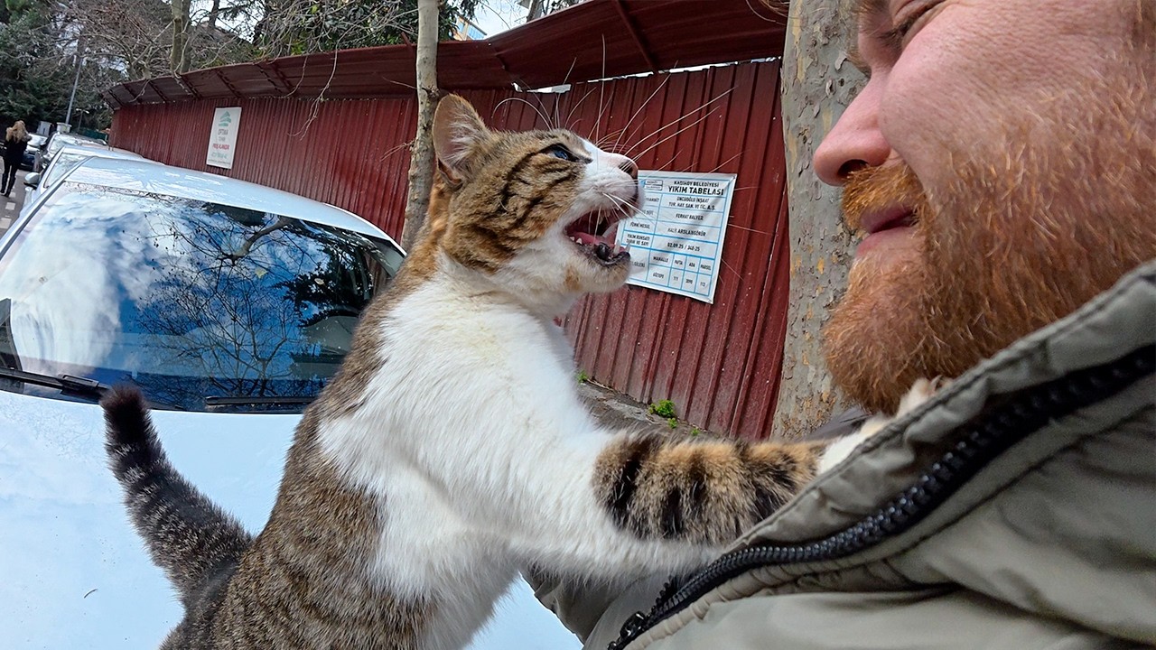 I Met the Friendliest, Most Talkative Stray Cat Ever