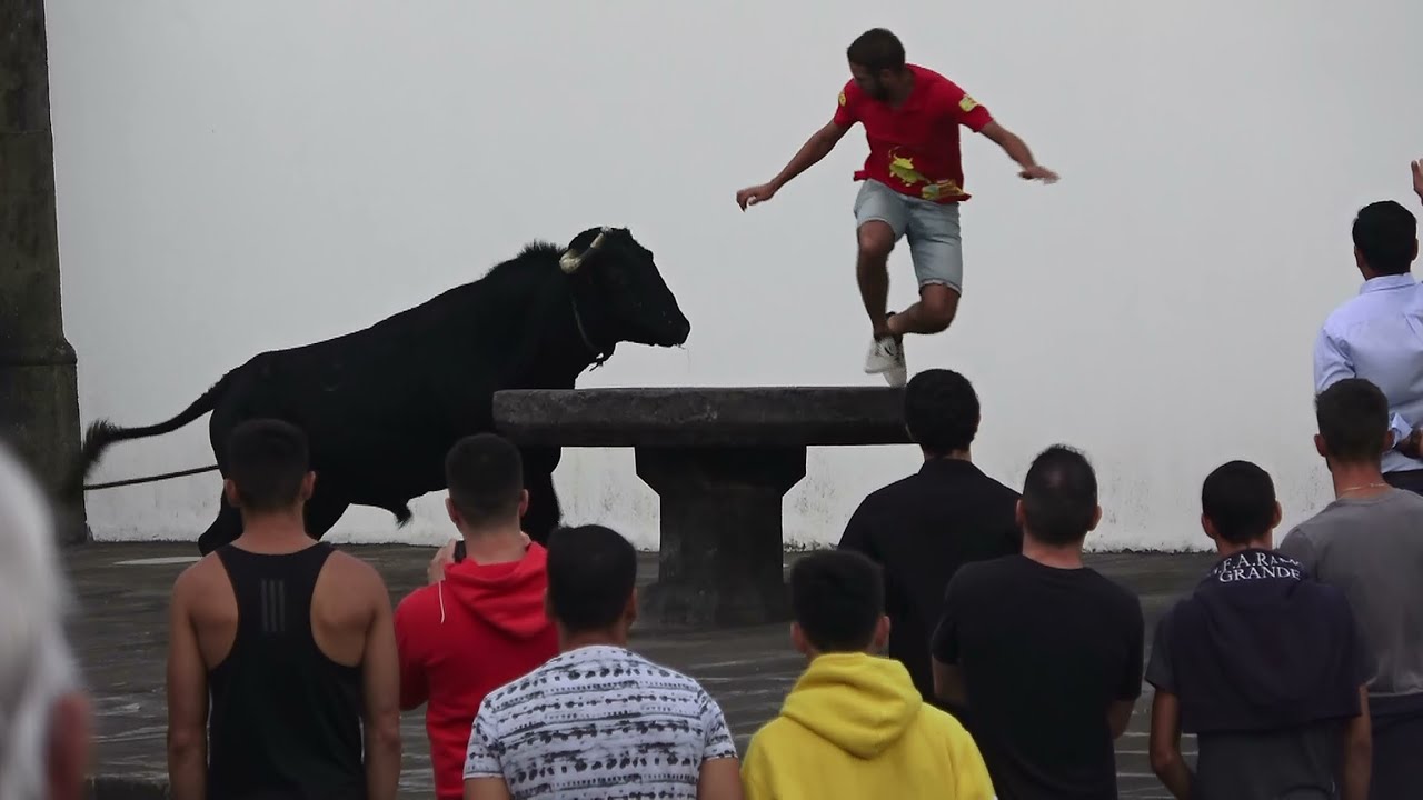 Tourada Lajes - Touros HF - (378,377,375,383) - 10/10/2024 - Ilha Terceira - Açores - Portugal
