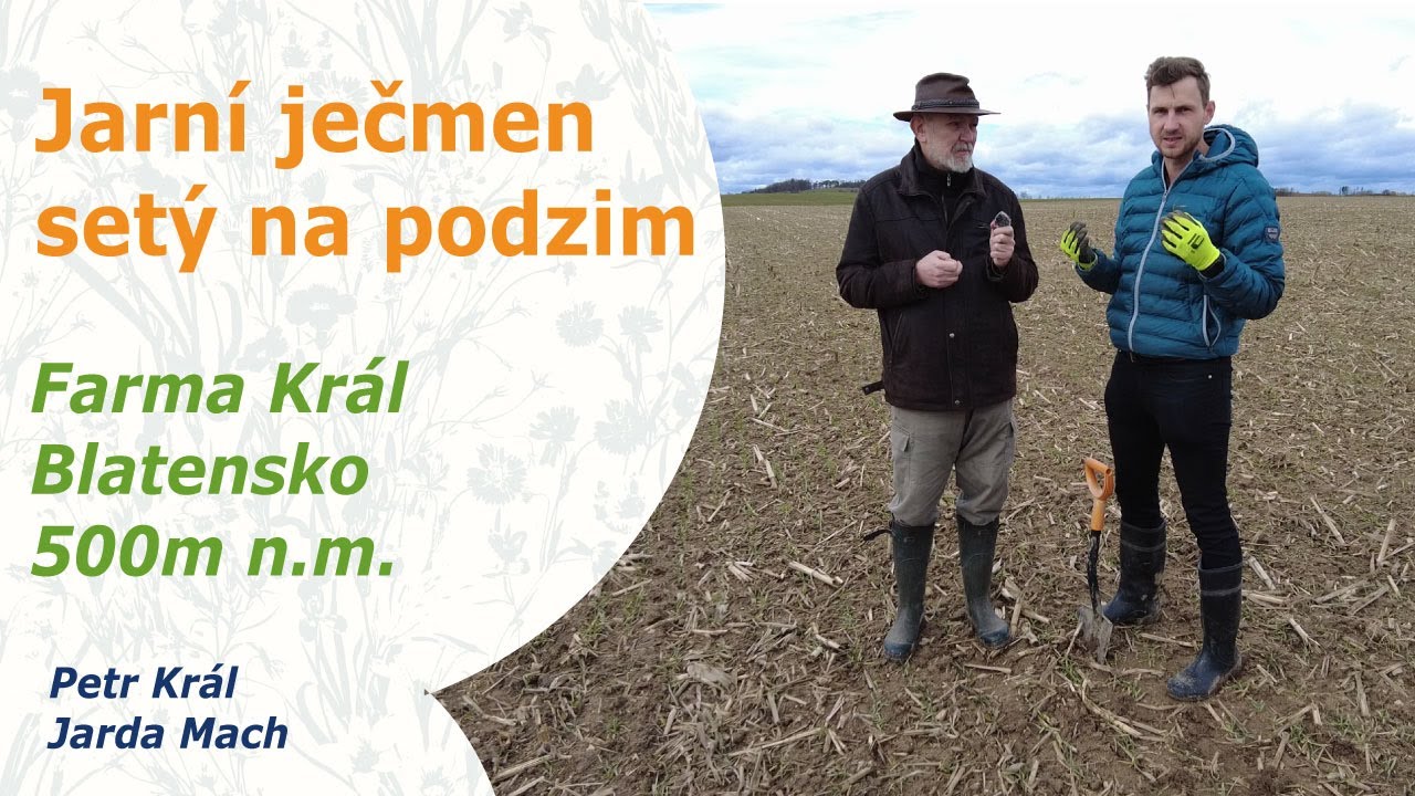 Jarn&iacute; ječmen s v&yacute;sevem na podzim. Farma Kr&aacute;l. Petr Kr&aacute;l a Jarda Mach
