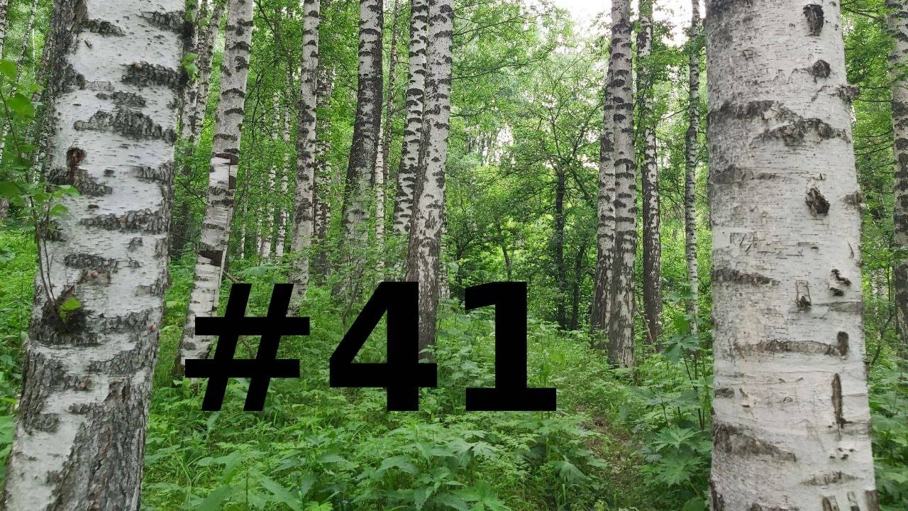 Березовая роща Алматы | Ақ-қайын тоғайы | Ак-каин как доехать? | Birch Grove Ak-Kayyn in Almaty
