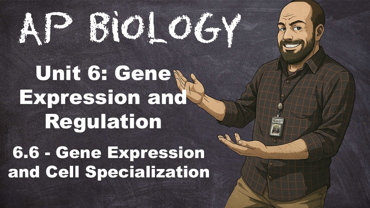 AP Bio, Раздел 6 – Тема 6.6 – Экспрессия генов и клеточная специализация