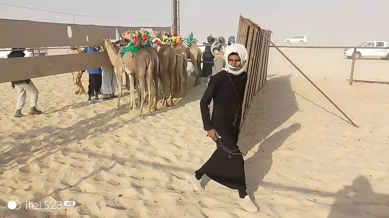 camel 🐪 race Saudi Arabia 🇸🇦