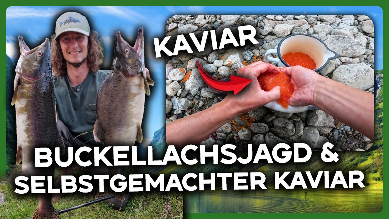 Buckellachsjagd in Nordnorwegen und selbstgemachter Kaviar 🎣🇳🇴