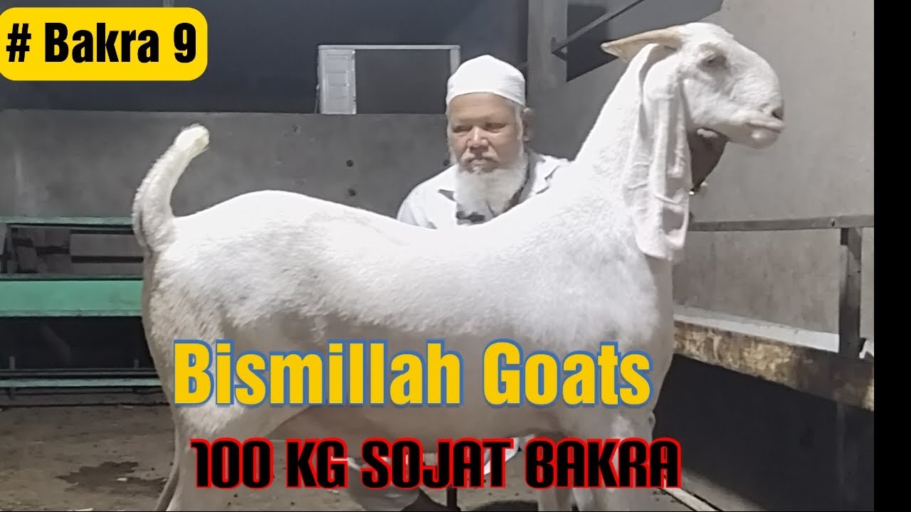 100 kg Sojat Bakra at Bismillah Goats|| Eid 2023