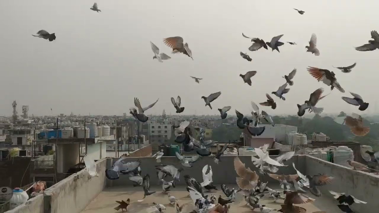 🕊️🕊️Rani garden ka shuk karo kabutaron ka Avatar🔥 bhai ka#training #viralvideo #youtubevideo #viral 
