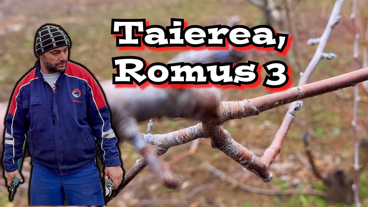 Ghid complet pentru tăierea eficientă la  măr de vară Romus 3: Formare și Normare