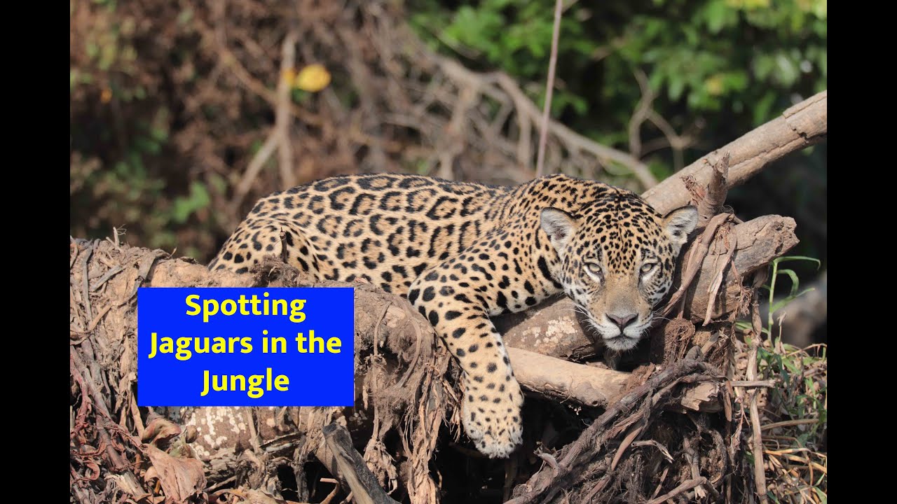 2 Jaguars in One Day! | Guaraci & Medrosa in Brazil’s Pantanal Jungle (15th Jaguar of the Trip)