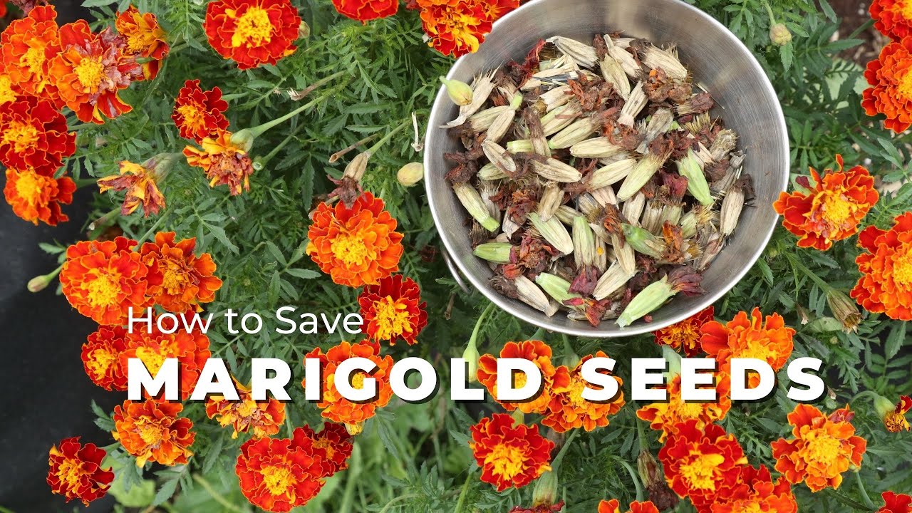How to Save Marigold Seeds