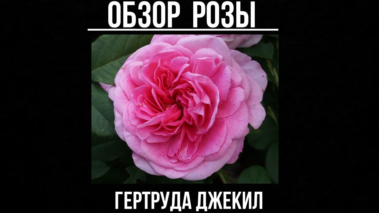 Видео обзор розы Гертруда Джекил (Английская)  Gertrude Jekyll ( Austin, 1985)