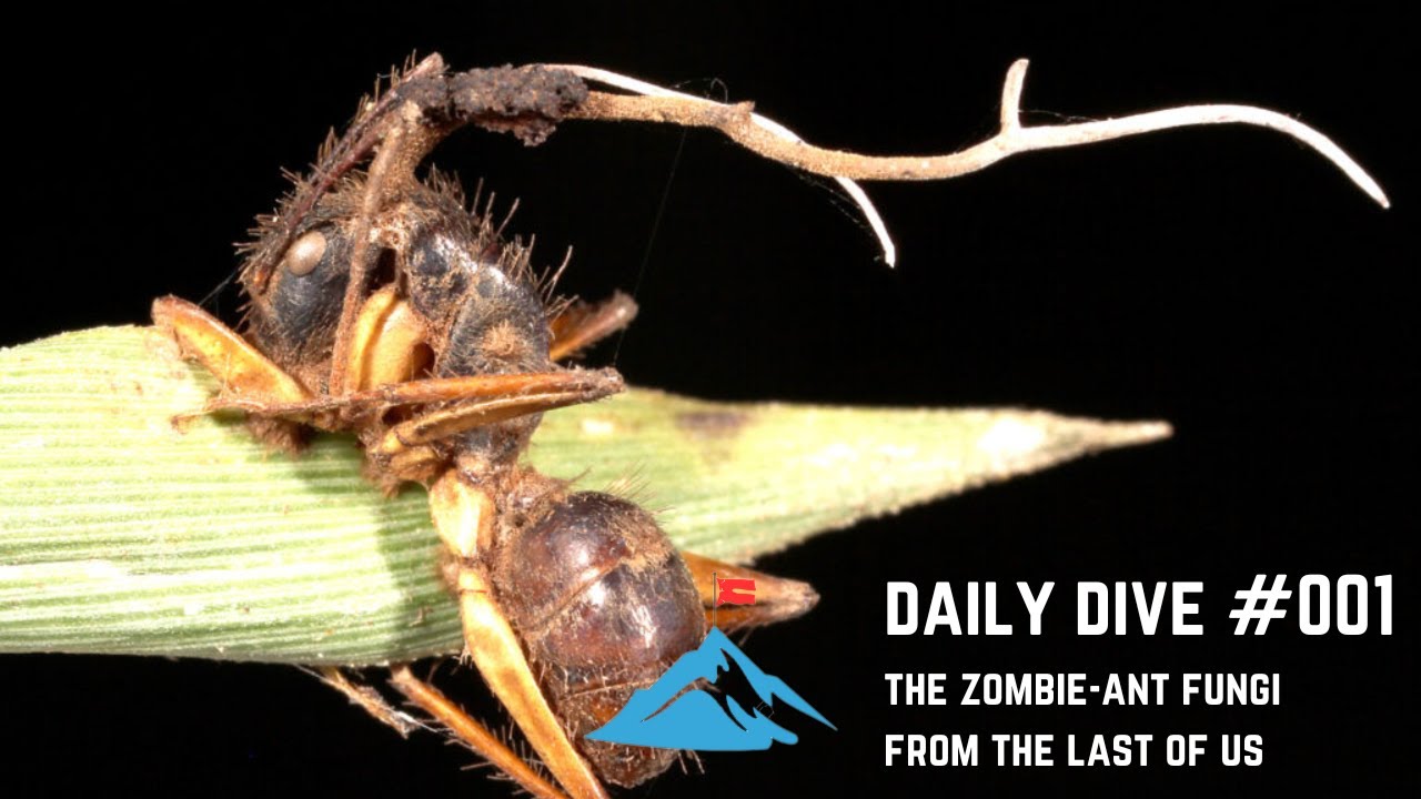 Daily Dive # 001 | The Zombie-Ant Fungi from the Last of Us
