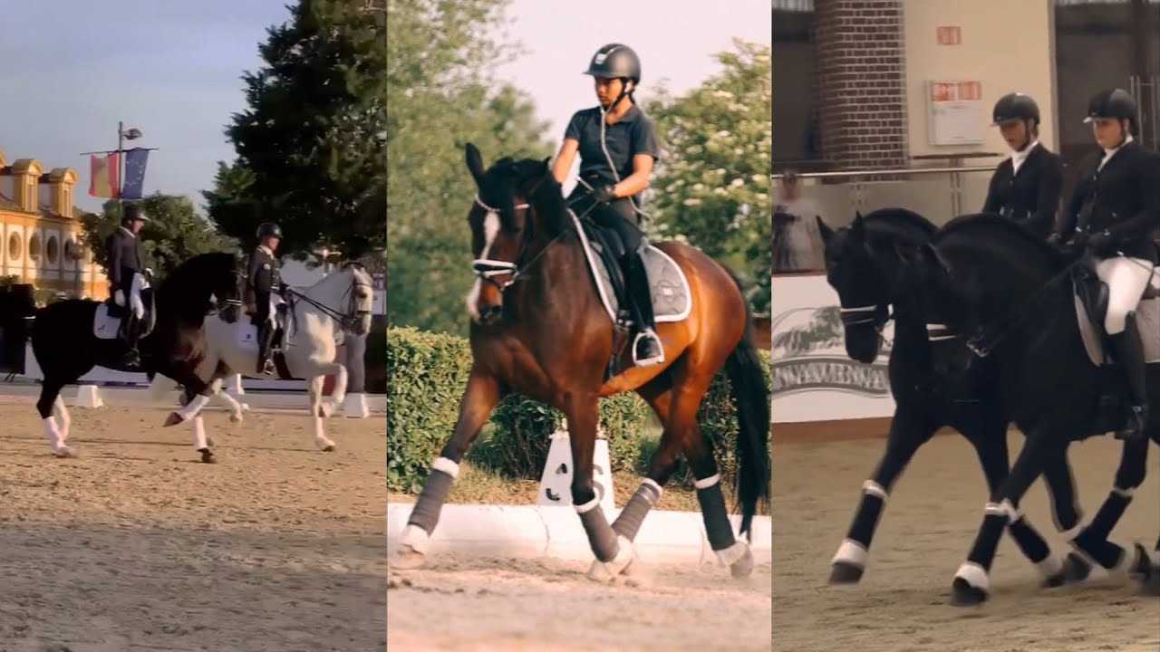 Dressage Video Compilation pt 2