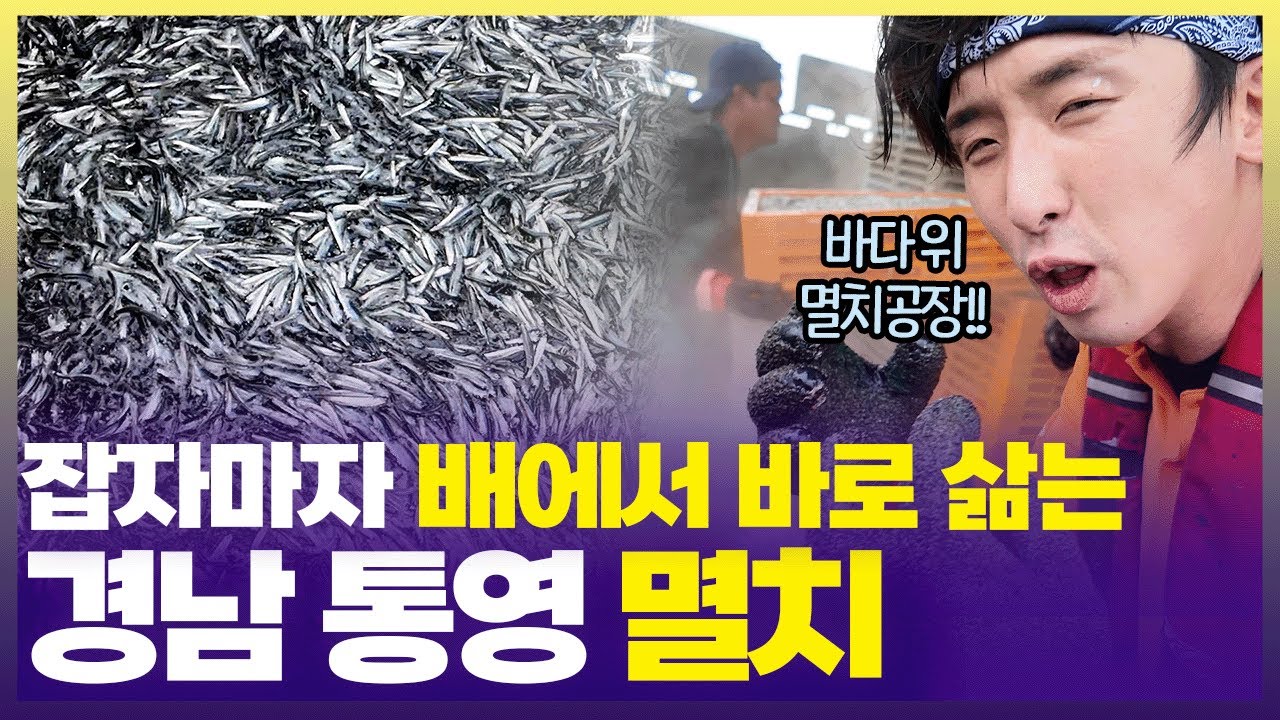 그냥 배가 아니고 선박 4채가 협업 ㄷㄷ🐟 경남 통영 멸치잡이 [6시 내고향] | KBS 250813 방송