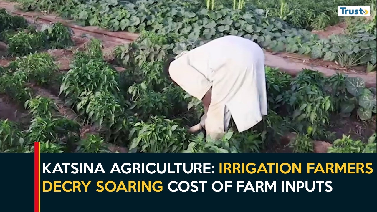 Katsina Agriculture: Irrigation Farmers Decry Soaring Cost Of Farm Inputs, Mull Abandoning Farms