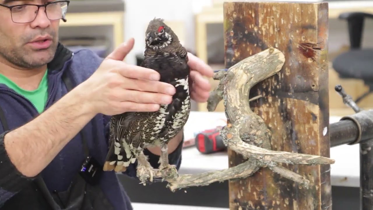 Spruce Grouse. Now you can see it change.