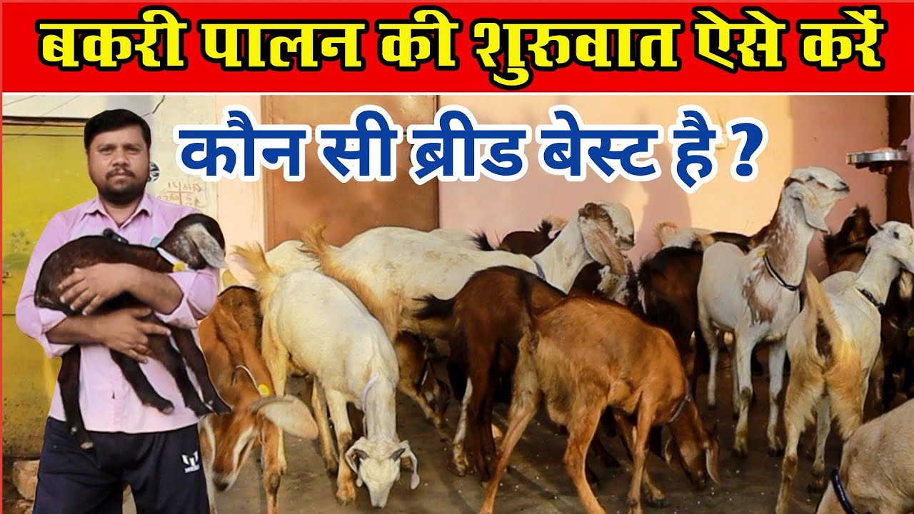 बकरी पालन की शुरुवात ऐसे करें। Bakri Palan Shuru kaise karen। Kon Se Breed ki Bakri Palen.