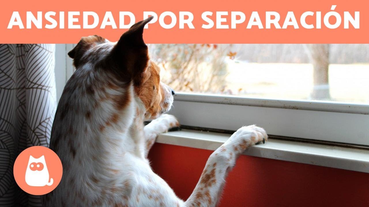 ANSIEDAD POR SEPARACI&Oacute;N en PERROS - S&iacute;ntomas y Tratamiento