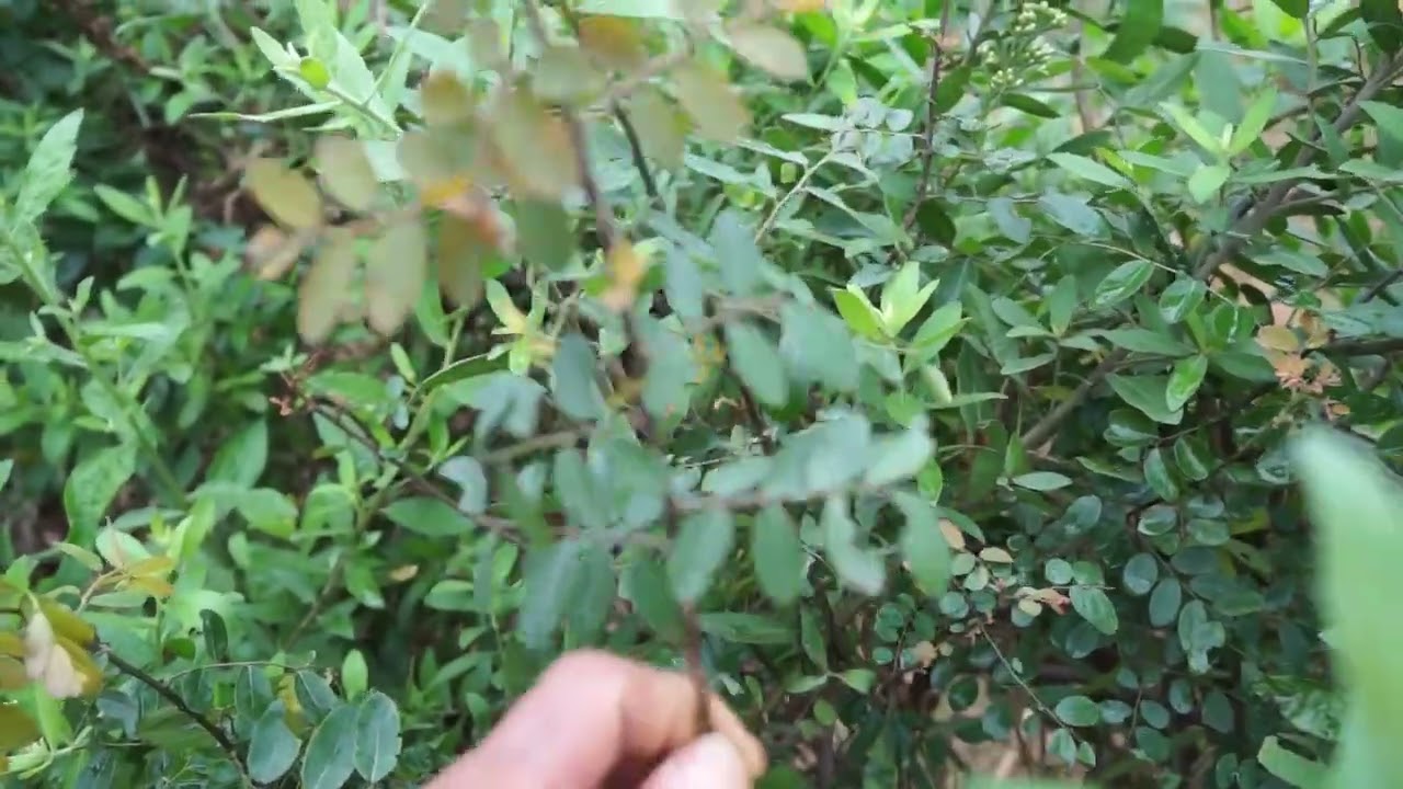 CAY THUOC CHUA THUY DAU CHO TRE