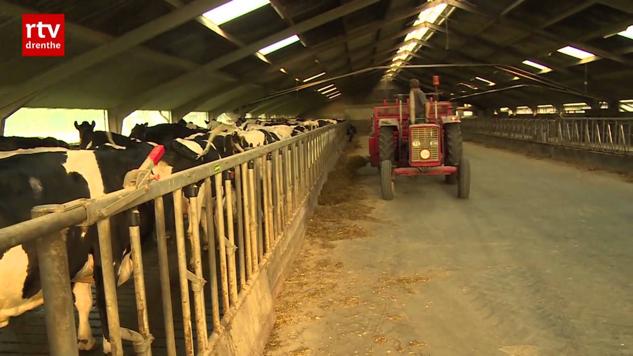 Koeien raken ook oververhit: pas 's avonds naar buiten