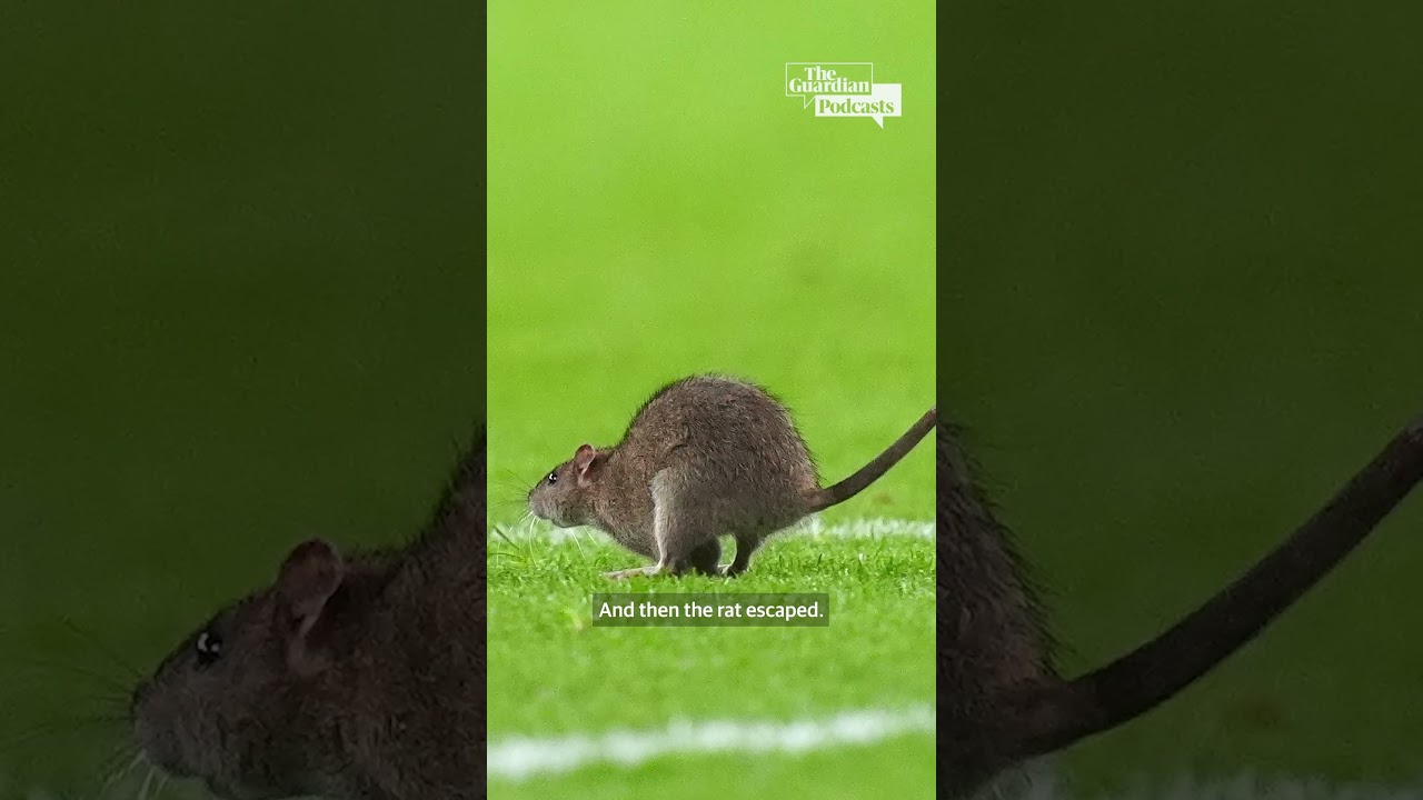 Breaking news: RAT ON THE PITCH | The Guardian's Football Weekly