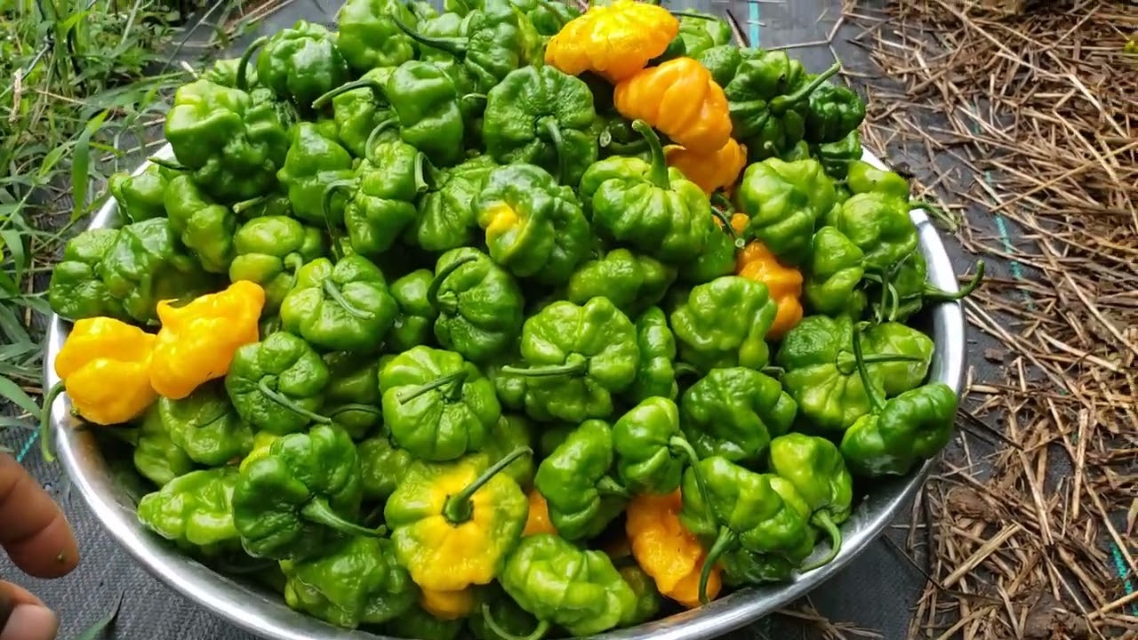Scotch Bonnet Pepper Update!