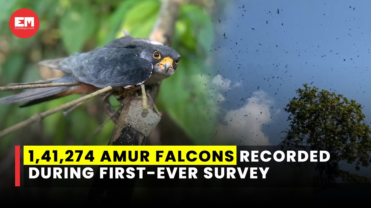 Manipur: Over 1.41 lakh Amur Falcons recorded during its first-ever survey