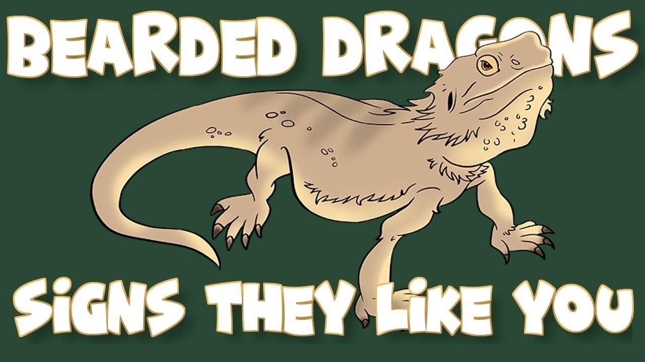 Does Your Bearded Dragon Like You?