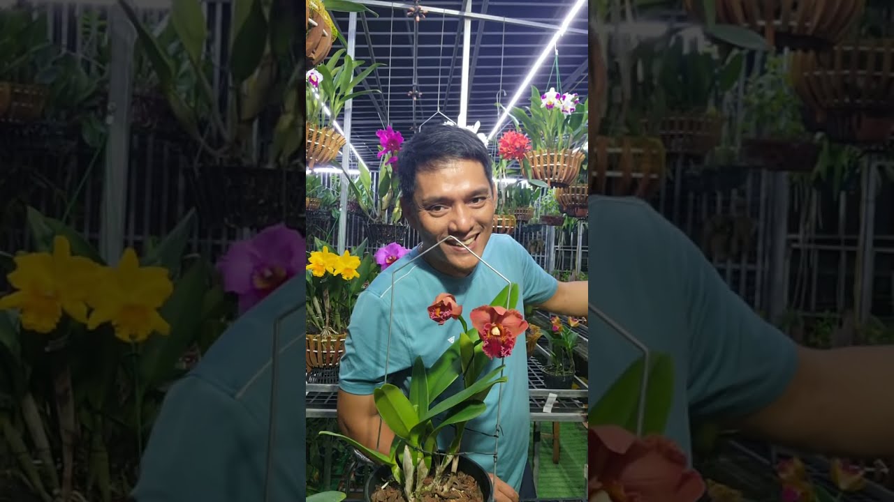 Chào cả nhà yêu Lan
