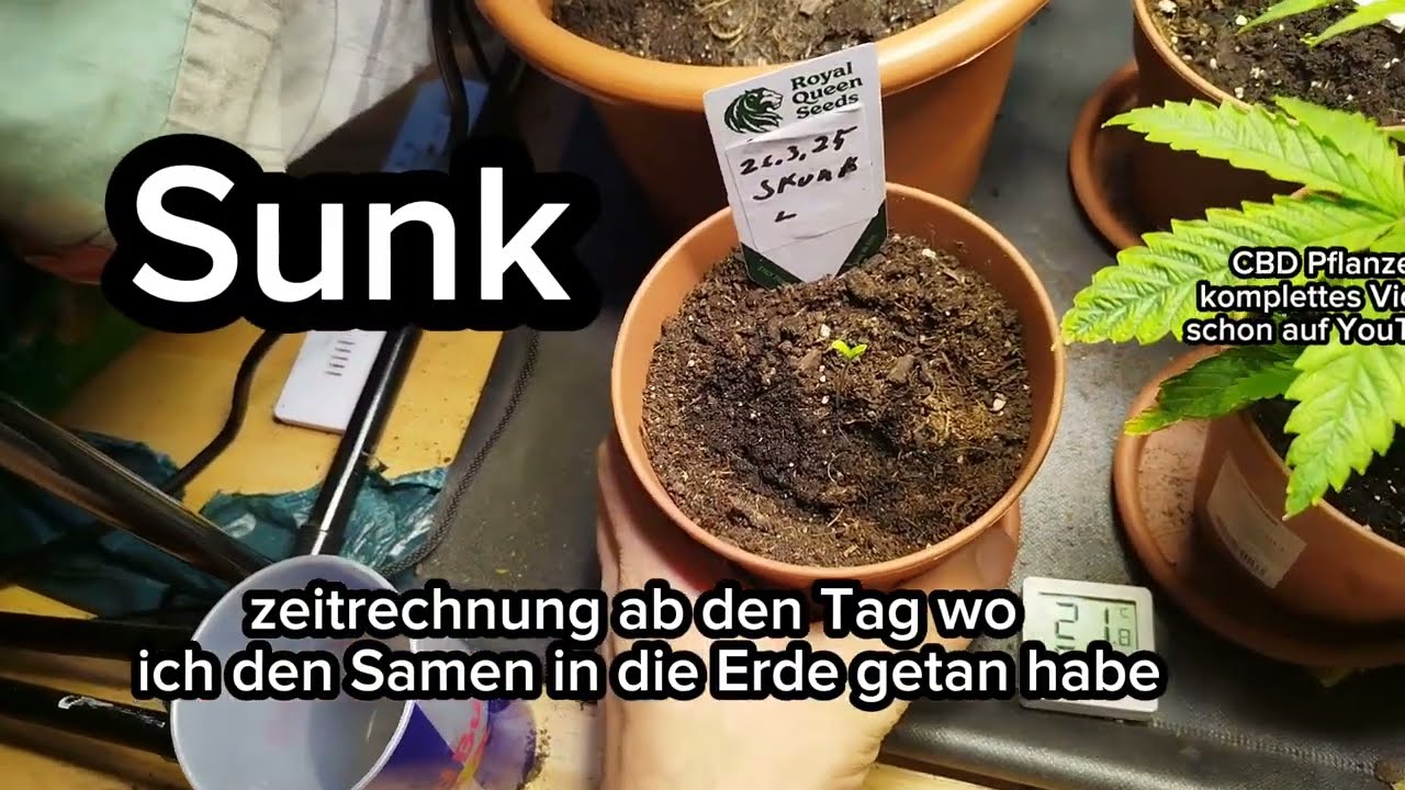 Skunk von Weed seed Shop canabis Anbau deutsch