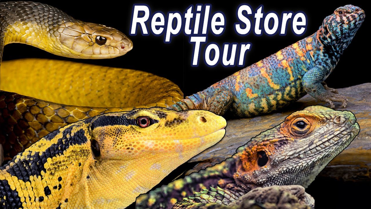 Reptile Shop Tour: Giant Monitors & Exotic Reptiles!