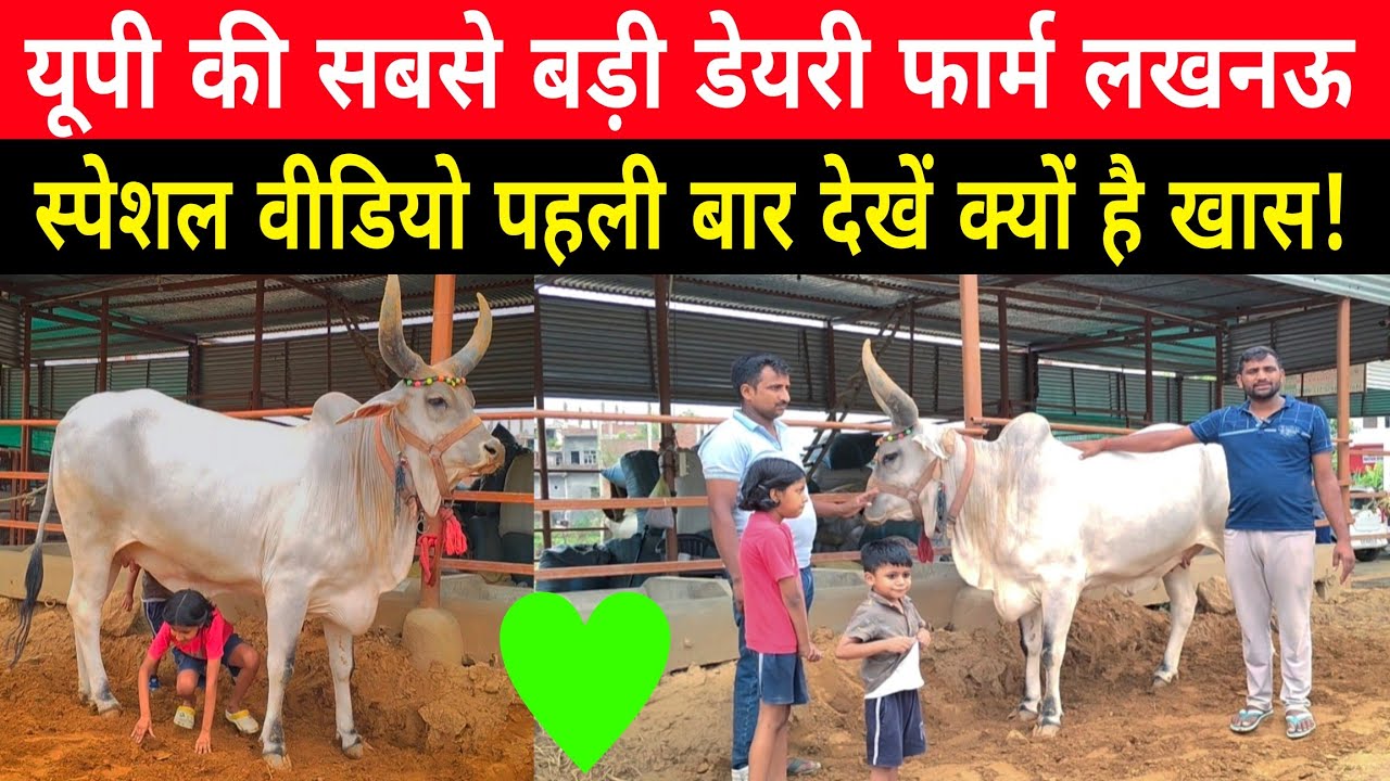 यादव डेयरी फार्म लखनऊ से स्पेशल वीडियो पहली बार देखें/yadav dairy farm lucknow up/#cow/dairy farm ||