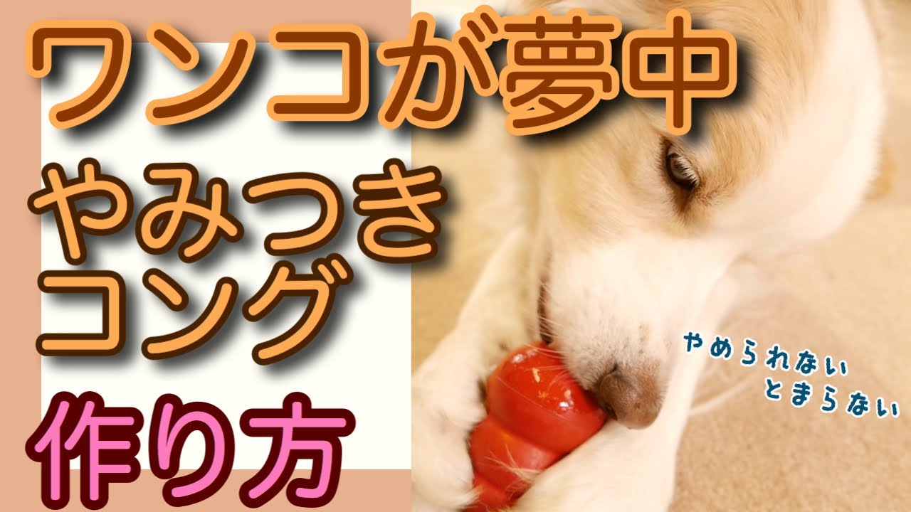 【犬コング】ワンコがやみつき！ドッグトレーナーが教える夢中になるコングの作り方