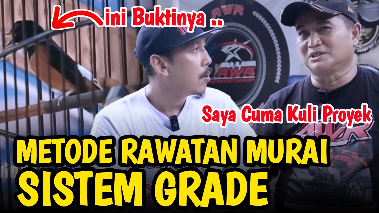MERAWAT MURAI DIBAYAR 350 RIBU ‼️ AWR MASTERING CETAK JAWARA MURAI
