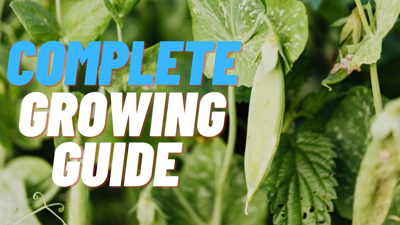 GROWING PEAS FROM SEED TO HARVEST