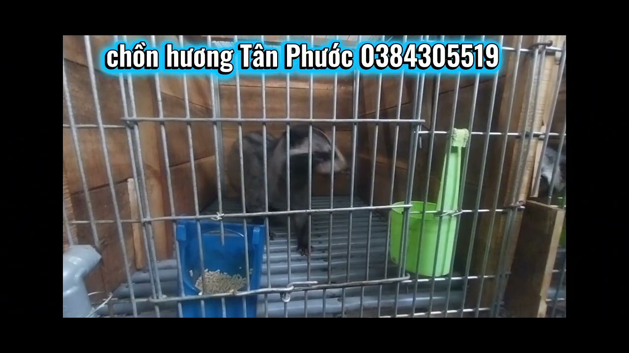 @ thức ăn cực kỳ quan trọng cho chồn biến nhảy