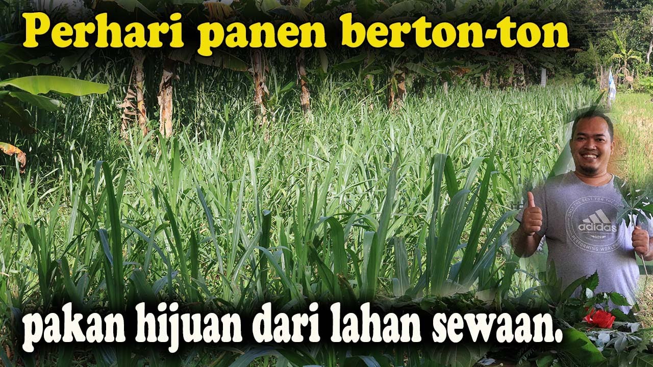 Trik Sewa Lahan Untuk Tanam Pakan Hijauan Ternak.