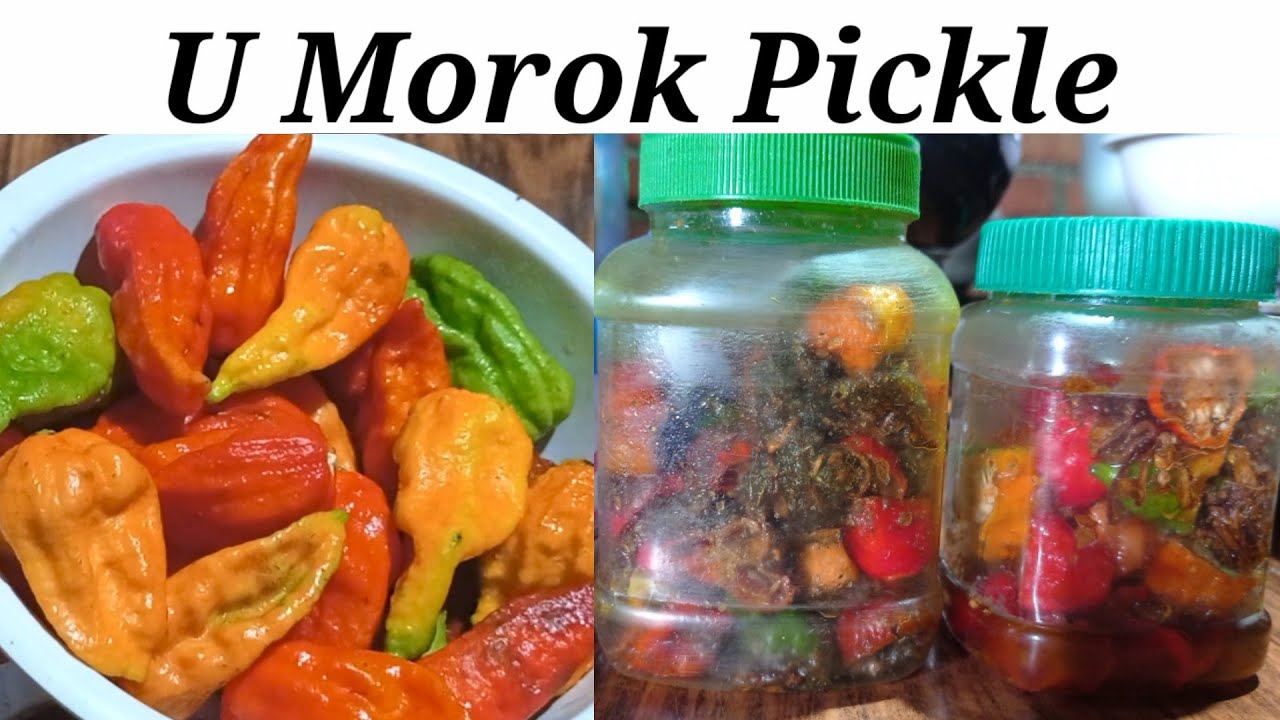 U Morok Pickle Semba/King Chilli Pickle semba recipe. mamagichakhum #umoroksemba #mamagichakhum