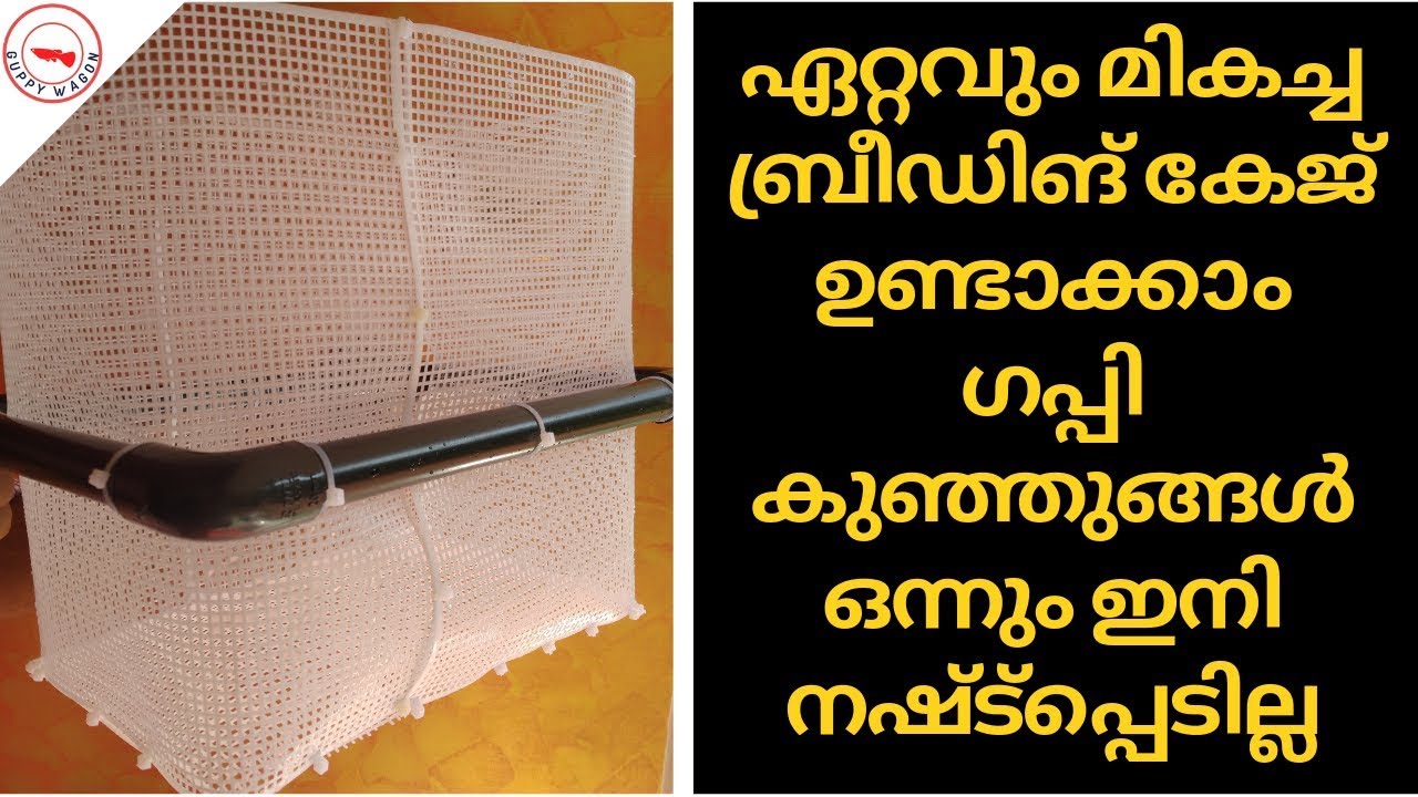 ഗപ്പികൾക്കു ഏറ്റവും മികച്ച ബ്രീഡിങ് കേജ്‌ | Best breeding cage for guppies