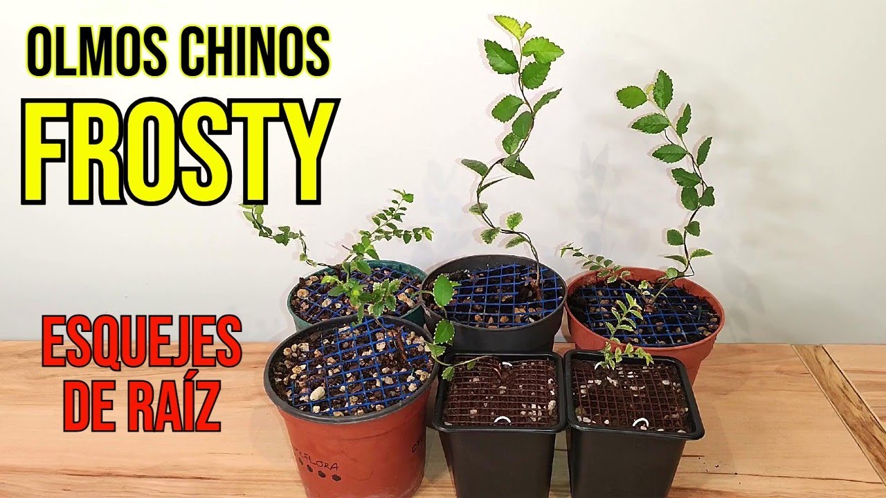 🔥ESQUEJES DE RAÍZ DE OLMO CHINO FROSTY🔥