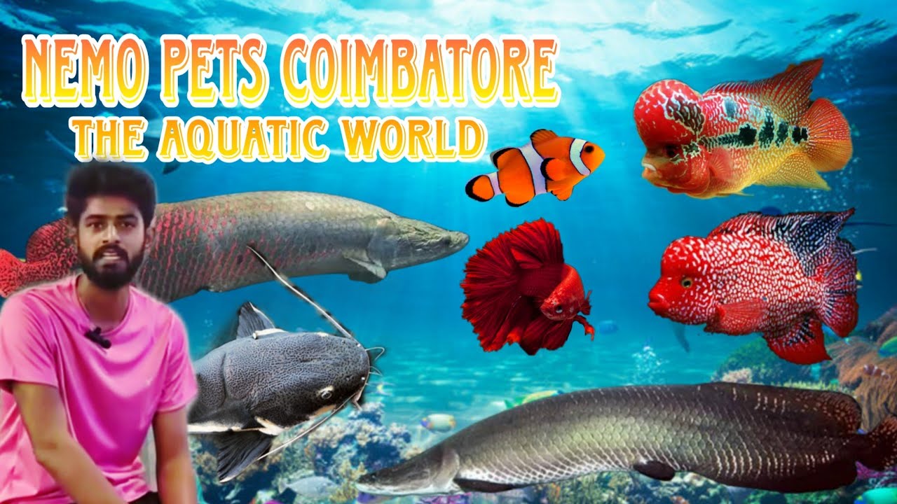 Nemo Pets Coimbatore Full Shop Tour| Arapaima & Gars | Monster & TropicalFish Collection!