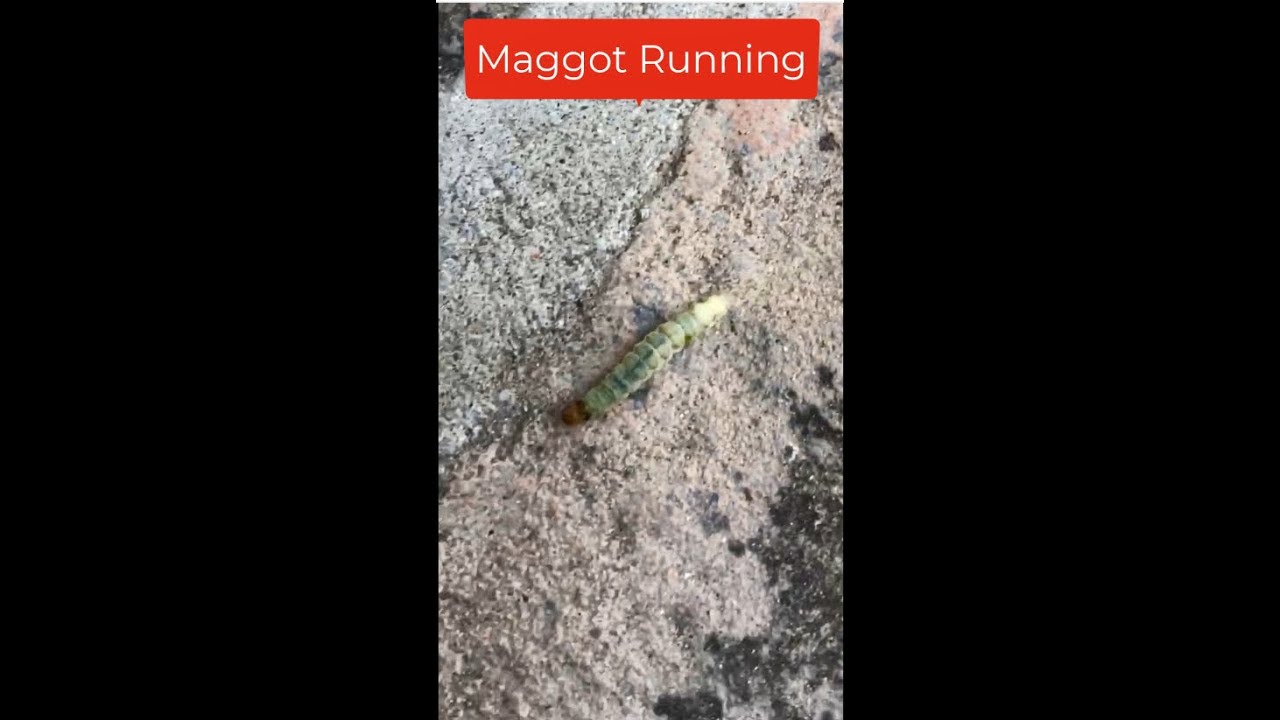 Maggot Running Fast | #shorts