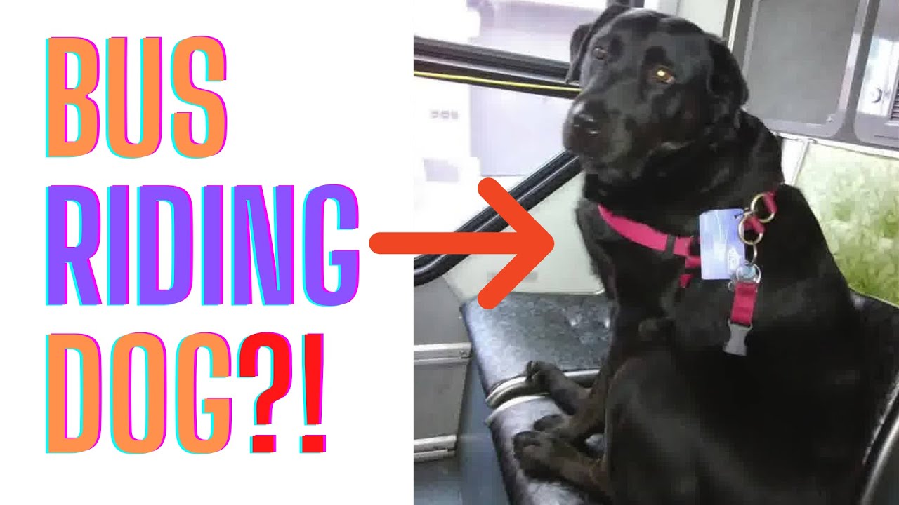 Dog Rides Bus Every Day, All Alone