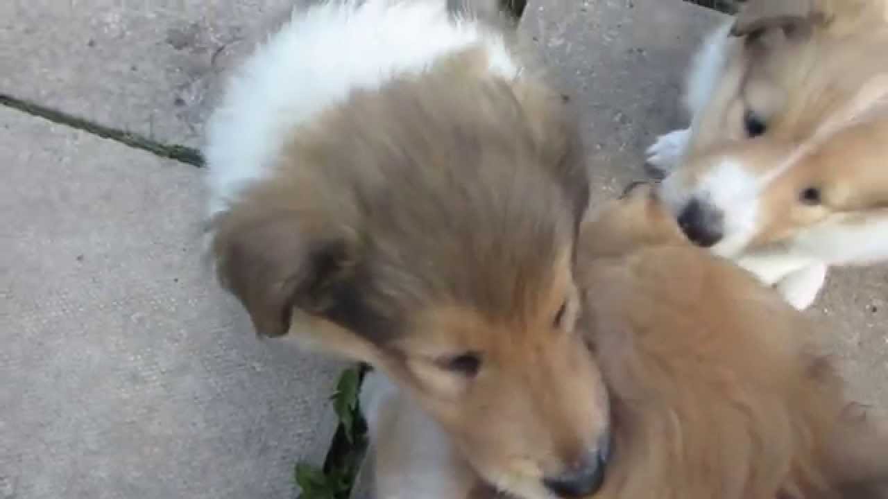 Peggy's ROUGH COLLIE PUPPIES