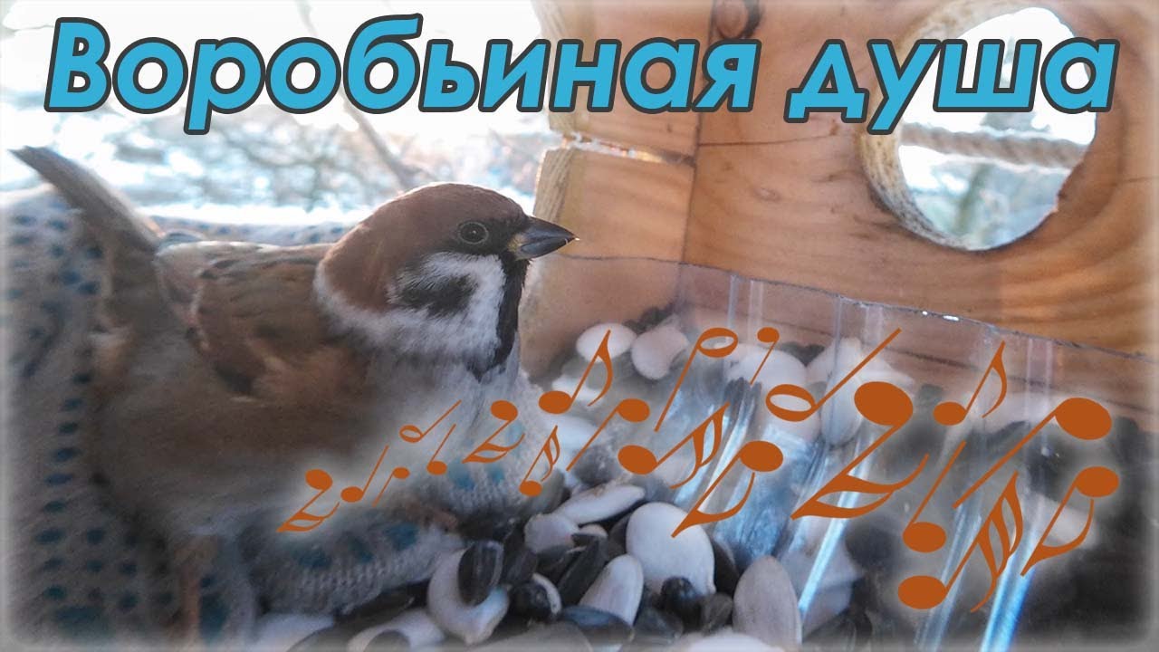 Воробьиная душа
