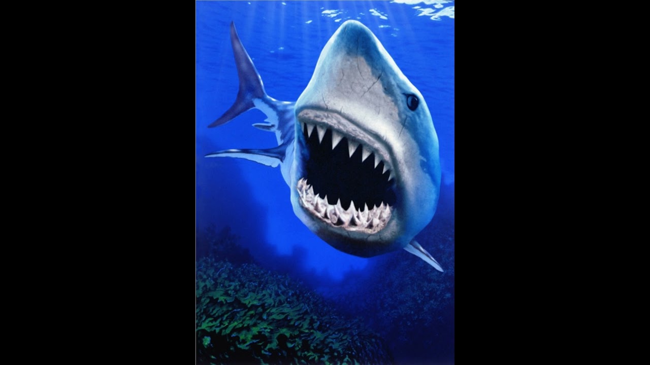 Sharks in West Palm Beach DaXDJ