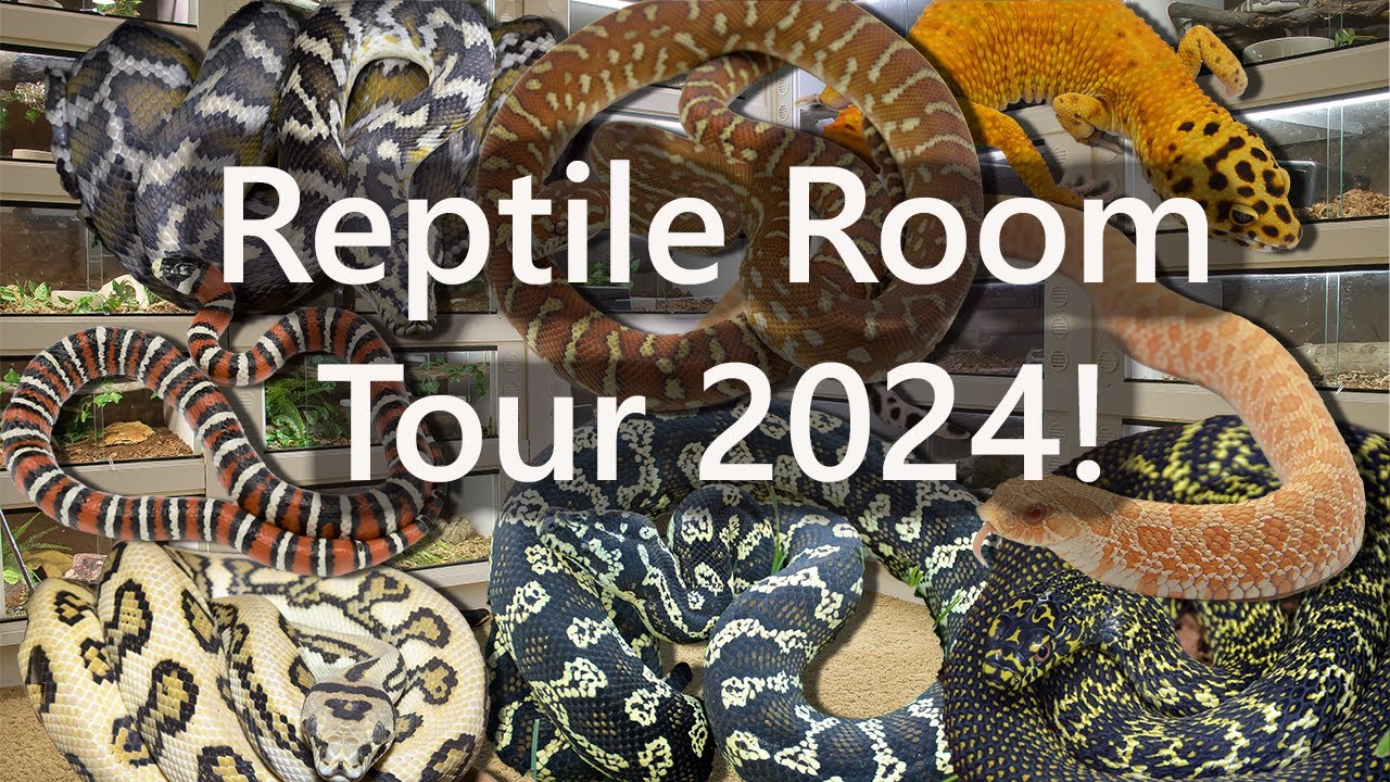 Reptile Room Tour 2024! Loooong overdue!