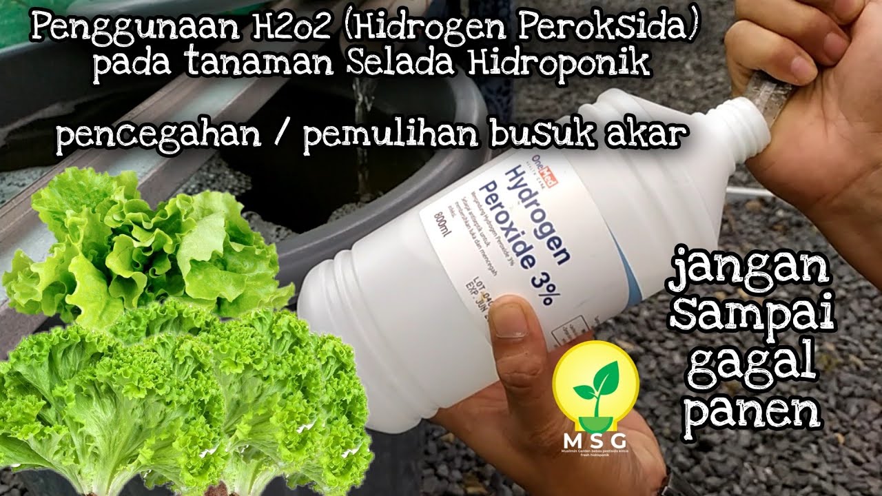 Pencegahan Busuk Akar Tanaman Selada Hidroponik Dengan H2O2 Hidrogen Peroksida