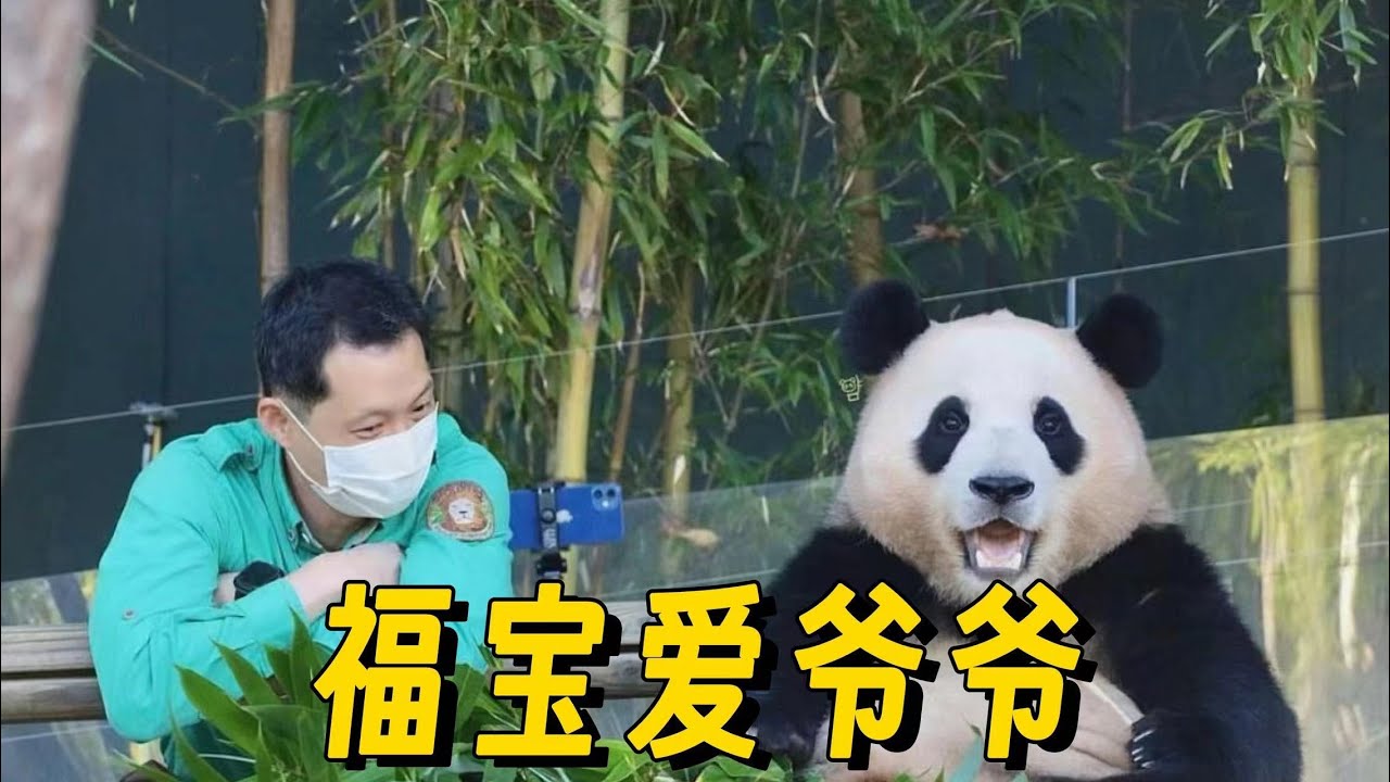 福宝这是有多爱爷爷