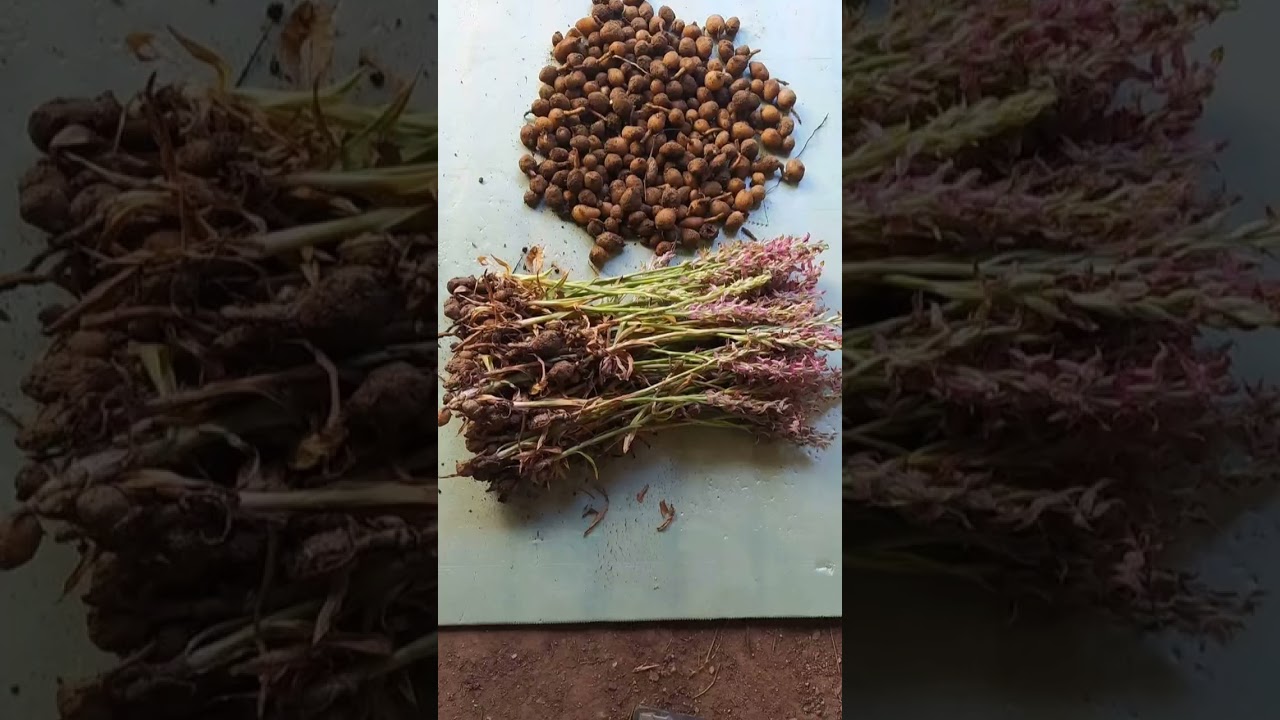 #Orchis Sancta#P&uuml;ren Salebi#G&ouml;kkaya salep &uuml;retim &ccedil;iftliği