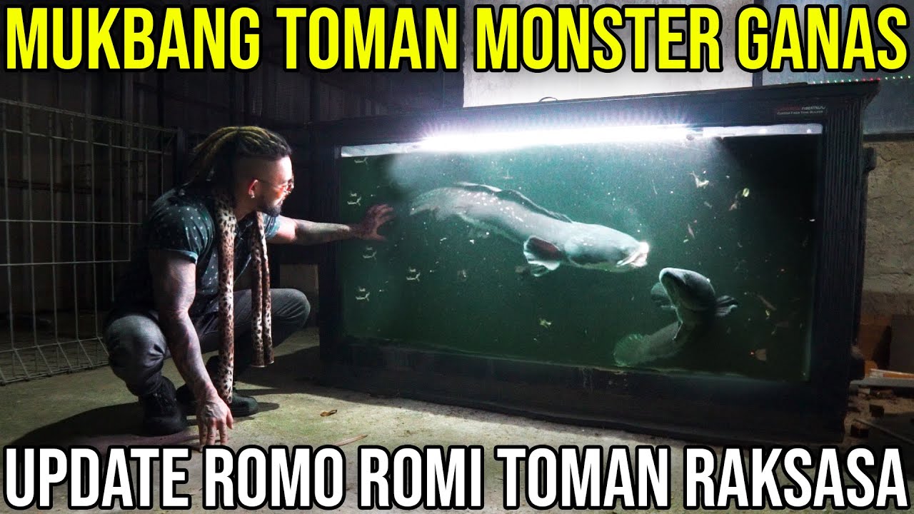 MUKBANG TOMAN MONSTER GANAS UPDATE ROMO ROMI TOMAN RAKSASA | INDOEXOTIC 1.0 #indoexotic